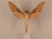 棕綠背線天蛾藏品圖，第2張