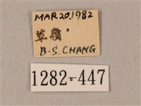 棕綠背線天蛾藏品圖，第3張