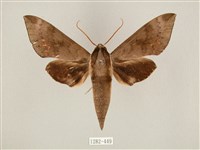 鋸線天蛾藏品圖，第1張