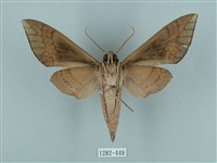 鋸線天蛾藏品圖，第2張