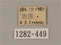 鋸線天蛾藏品圖，第3張