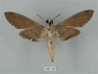 蝦殼天蛾藏品圖，第2張