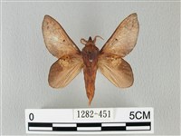 緣斑枯葉蛾藏品圖，第1張