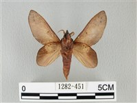 緣斑枯葉蛾藏品圖，第2張