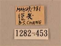 背線天蛾藏品圖，第3張
