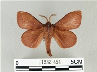 馬尾松枯葉蛾藏品圖，第1張