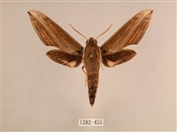 背線天蛾藏品圖，第1張