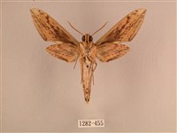 背線天蛾藏品圖，第2張