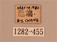 背線天蛾藏品圖，第3張