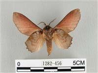 臺灣枯葉蛾藏品圖，第2張