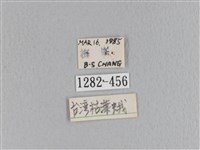 臺灣枯葉蛾藏品圖，第3張