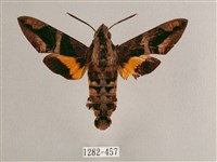 背帶長喙天蛾藏品圖，第1張