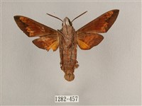 背帶長喙天蛾藏品圖，第2張