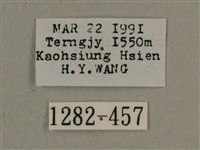 背帶長喙天蛾藏品圖，第3張