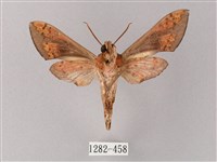 雙斑白肩天蛾藏品圖，第2張