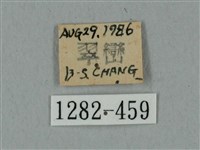 鬼臉天蛾藏品圖，第3張