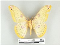 黃豹天蠶蛾藏品圖，第2張