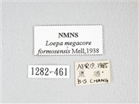 黃豹天蠶蛾藏品圖，第3張