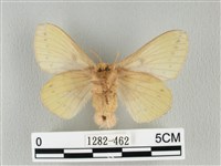 青枯葉蛾藏品圖，第2張