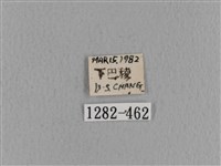 青枯葉蛾藏品圖，第3張