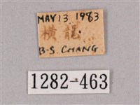 細斜紋霜天蛾藏品圖，第3張