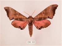 桃紅六點天蛾藏品圖，第1張