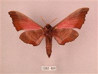 桃紅六點天蛾藏品圖，第2張