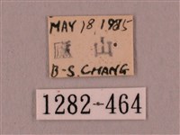 桃紅六點天蛾藏品圖，第3張