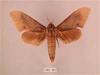 直翅六點天蛾藏品圖，第1張