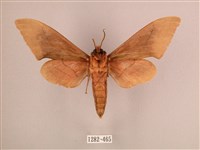 直翅六點天蛾藏品圖，第2張