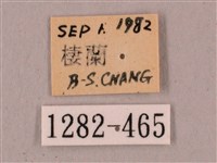 直翅六點天蛾藏品圖，第3張