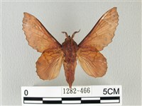 鋸緣枯葉蛾藏品圖，第1張