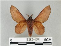 鋸緣枯葉蛾藏品圖，第2張