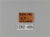 鋸緣枯葉蛾藏品圖，第3張