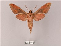 雙斑白肩天蛾藏品圖，第2張