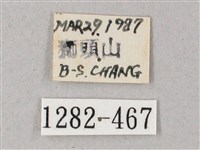 雙斑白肩天蛾藏品圖，第3張