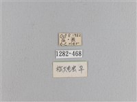 松大毛蟲藏品圖，第3張