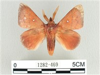 臺灣蘋毛蟲藏品圖，第1張