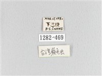 臺灣蘋毛蟲藏品圖，第3張