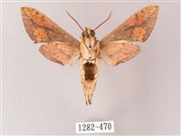 臺灣白肩天蛾藏品圖，第2張