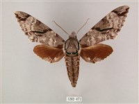 粗斜紋天蛾藏品圖，第1張