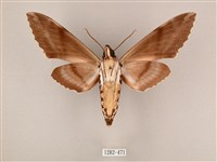 粗斜紋天蛾藏品圖，第2張