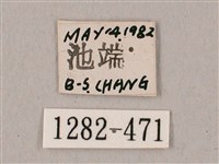 粗斜紋天蛾藏品圖，第3張