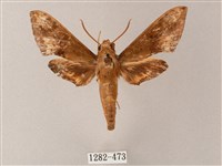 臺灣白肩天蛾藏品圖，第1張