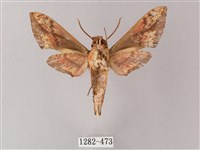 臺灣白肩天蛾藏品圖，第2張