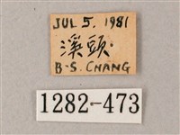 臺灣白肩天蛾藏品圖，第3張