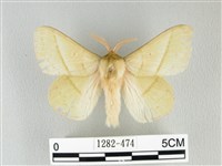 青枯葉蛾藏品圖，第1張