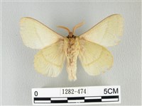 青枯葉蛾藏品圖，第2張