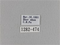 青枯葉蛾藏品圖，第3張