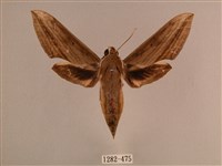 背線天蛾藏品圖，第1張